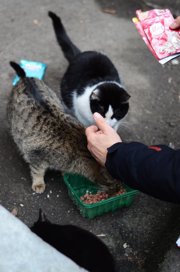 A person feeds stray cats outdoors using packaged cat food.