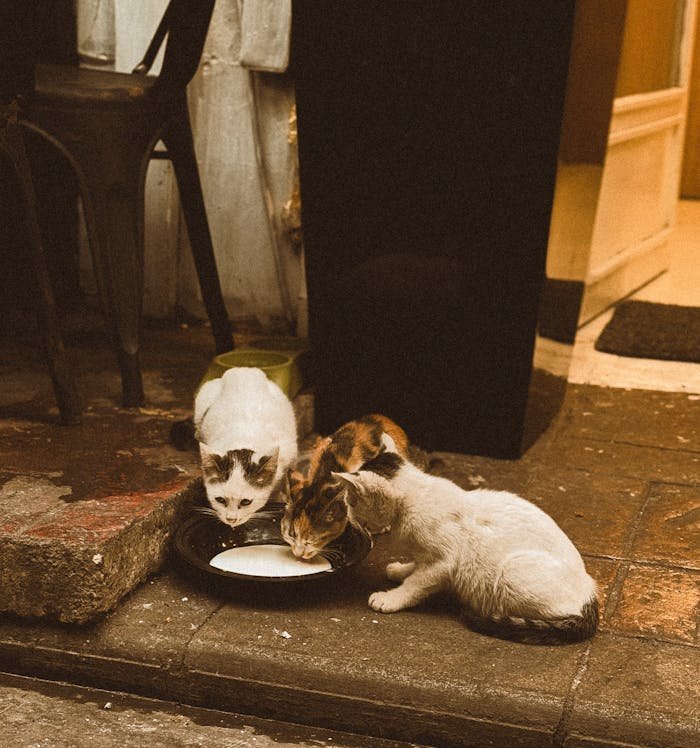 Three street cats gathered around a bowl of milk on a rustic urban sidewalk.