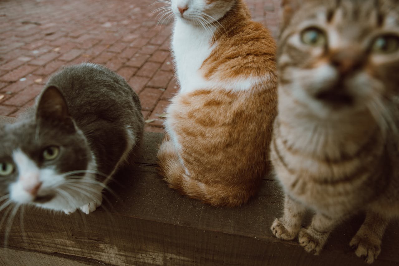 Close-up of three cute domestic cats lounging on a wooden surface outdoors, showcasing their unique fur patterns.